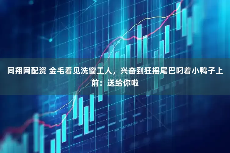 同翔网配资 金毛看见洗窗工人，兴奋到狂摇尾巴叼着小鸭子上前：送给你啦